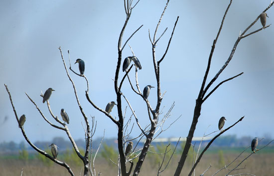 الطيور على أغصان الشجر