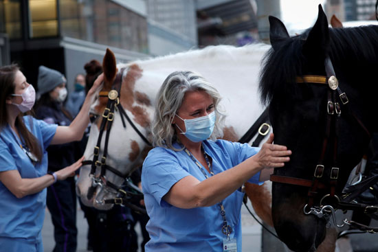 افراد الطواقم الطبية يداعبون خيول شرطة نيويورك أثناء وقفة لشكرهم