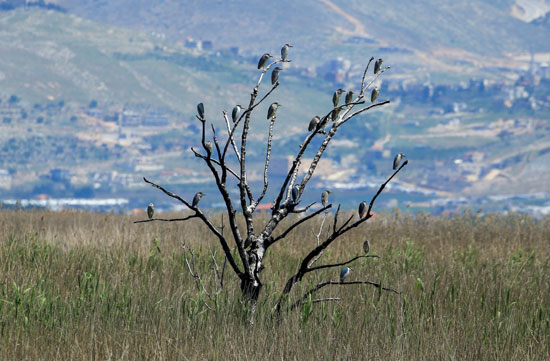 الطيور تحتل شجرة فى لبنان