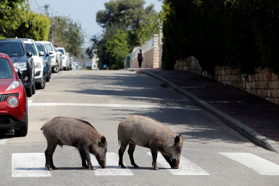 الخنازير تتجول فى شوارع تل أبيب