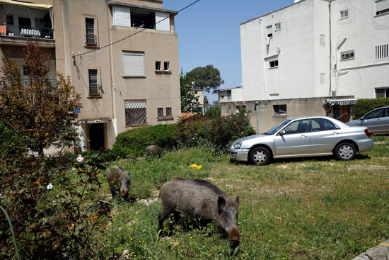حديقة منزل مليئة بالخنازير