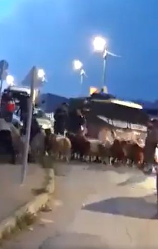 شرطة الاحتلال تحتجز قطيع ماشية