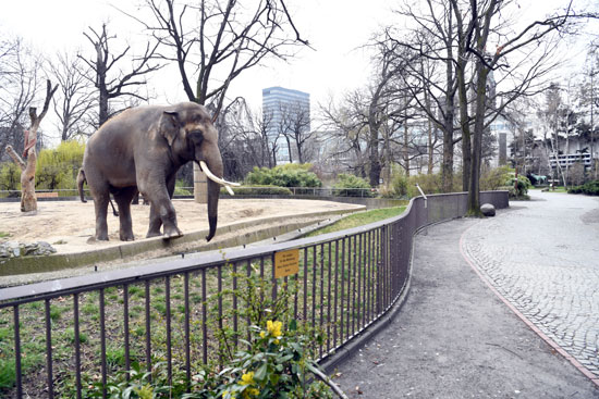 فيل-يقف-في-مكان-مغلق-في-حديقة-الحيوانات