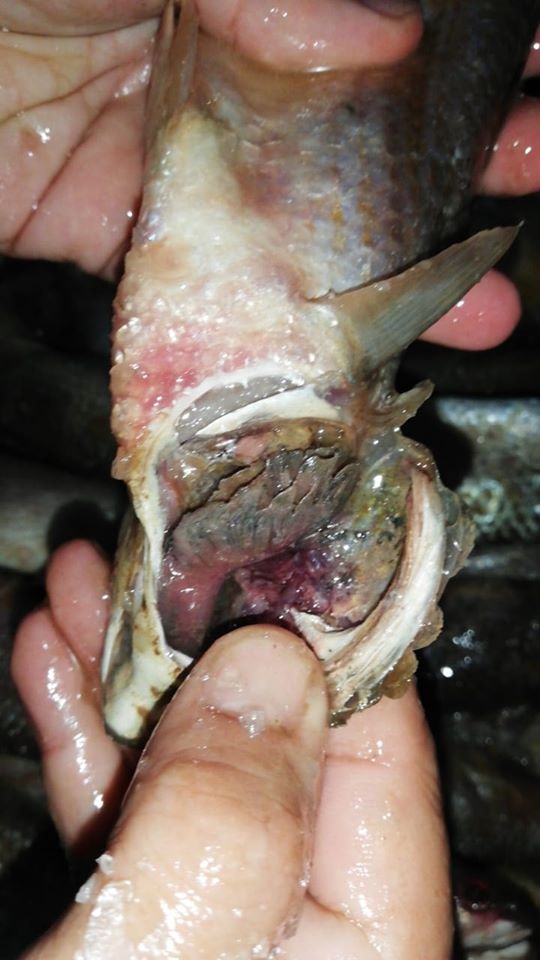 ضبط أسماك مملحة غير صالحة (2)