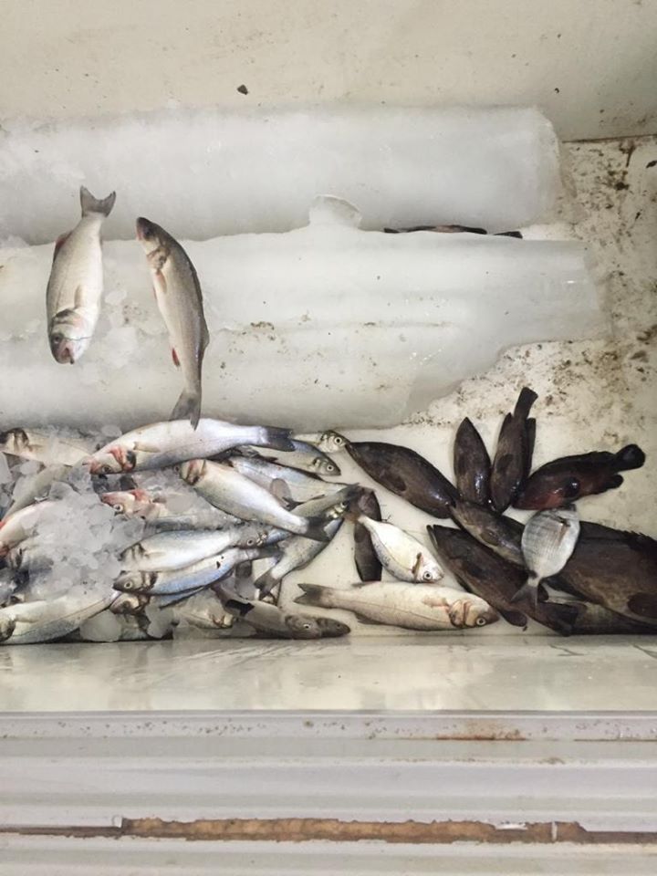 ضبط أسماك مملحة غير صالحة (3)
