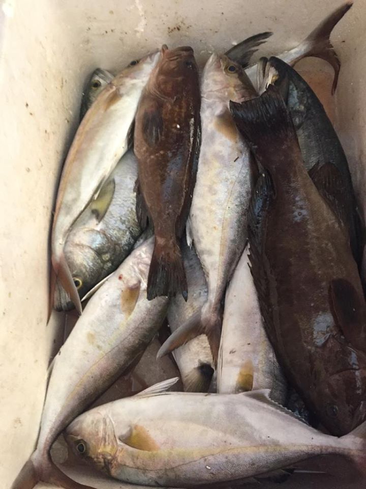 ضبط أسماك مملحة غير صالحة (1)