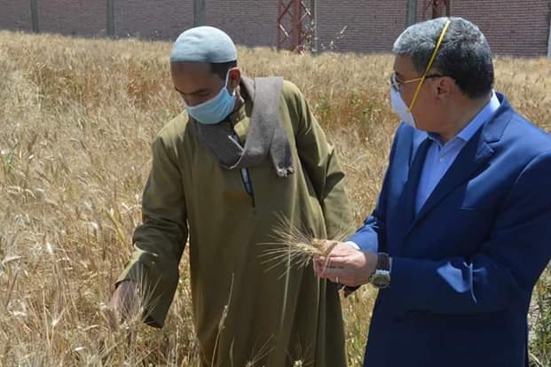 محافظ المنيا يتابع حصاد القمح بمركز ديرمواس (2)