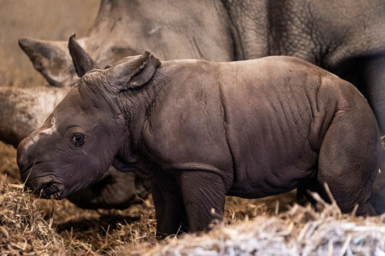 كورونا قد تقوض جهود إنقاذ وحيد القرن من الانقراض