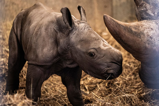 وحيد القرن بإحدى حدائق جنوب إفريقيا
