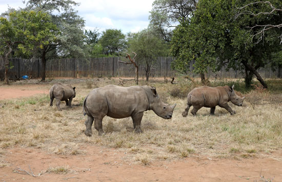 حيوان وحيد القرن فى أحد الحدائق بجنوب إفريقيا