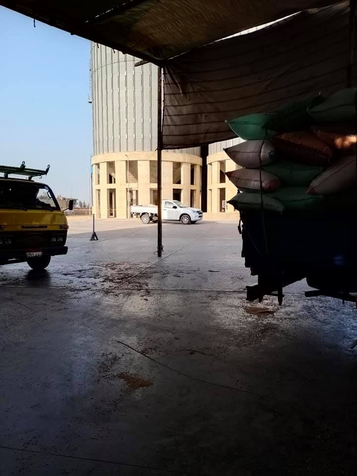 توريد القمح إلى صوامع كفر الشيخ (3)