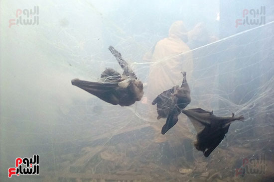 الخفافيش بالمنزل المهجور فى سمالوط (9)