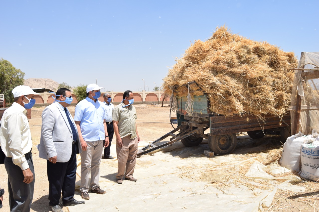 رئيس جامعة سوهاج وعميد كلية الزراعة يشاركون العمل فى حصاد القمح (6)