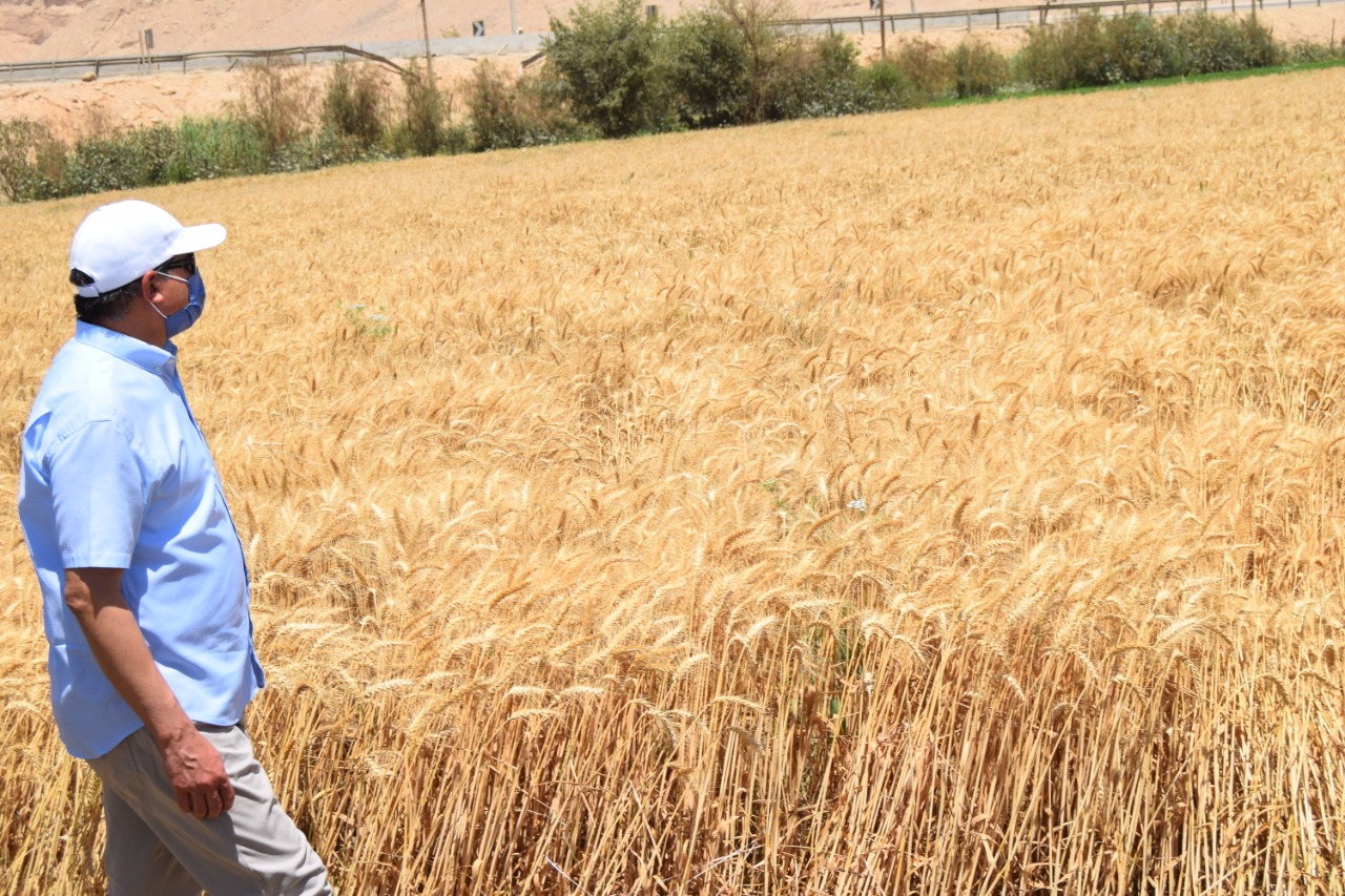 رئيس جامعة سوهاج وعميد كلية الزراعة يشاركون العمل فى حصاد القمح (12)