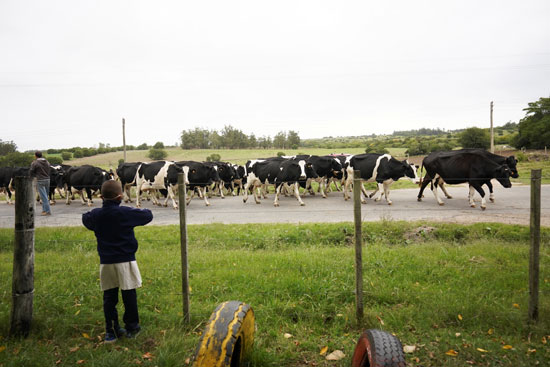 يشاهد الطالب ديفيد كاماتشو قطيع من الماشية يمر أثناء العطلة خارج إسكويلا 30 ، وهي مدرسة ريفية استأنفت دروسها بعد شهر عطلة بسبب مرض فيروس كورونا