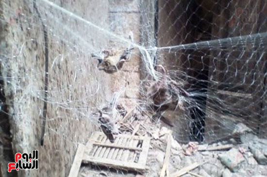 الخفافيش بالمنزل المهجور فى سمالوط (15)