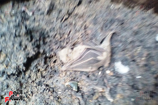الخفافيش بالمنزل المهجور فى سمالوط (4)