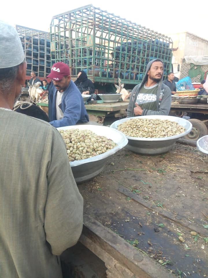 فض سوق التوت بقرية صرد بقطور وتفريق التجار (3)