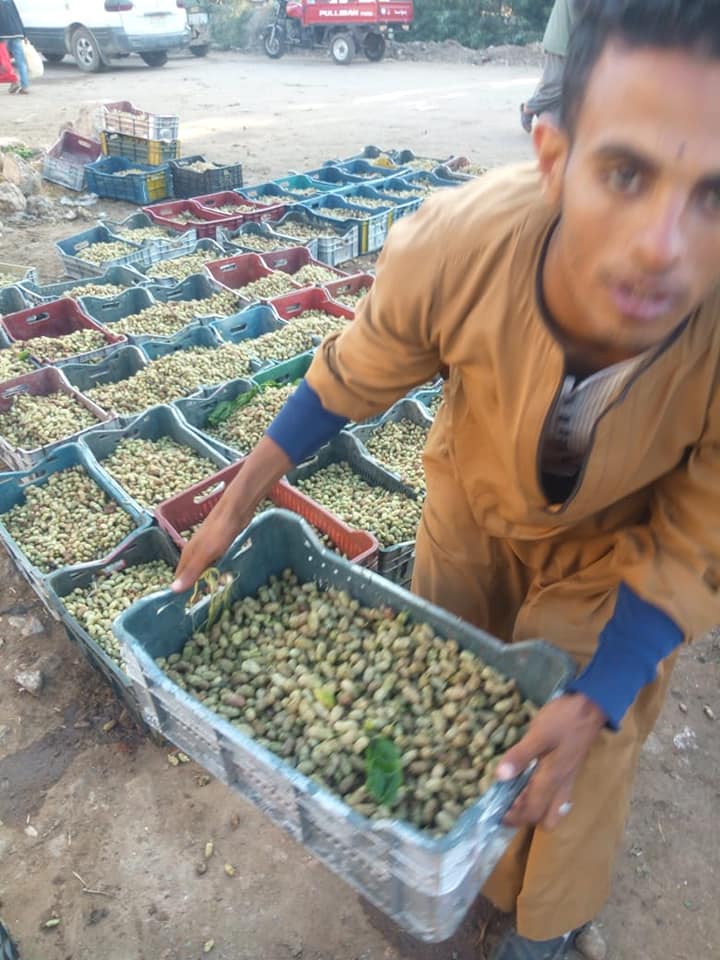 فض سوق التوت بقرية صرد بقطور وتفريق التجار (5)