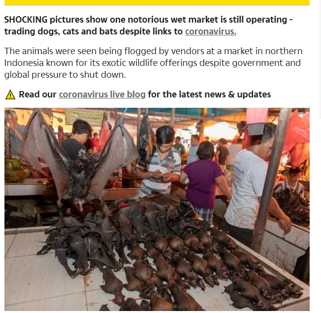 الخفافيش والقطط والكلاب فى سوق اندونيسيا
