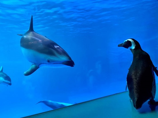 يلتقي مونتي البطريق في الدلفين في شيد أكواريوم