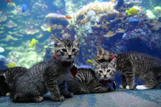 حصلت خمس قطط فوستر رائعة على استكشاف جورجيا أكواريوم