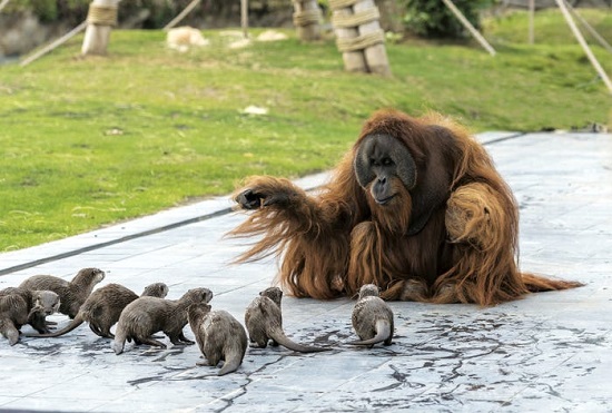أصبحت عائلة من إنسان الغاب أفضل الأصدقاء مع مجموعة من ثعالب الماء في حديقة حيوانات بلجيكا (1)