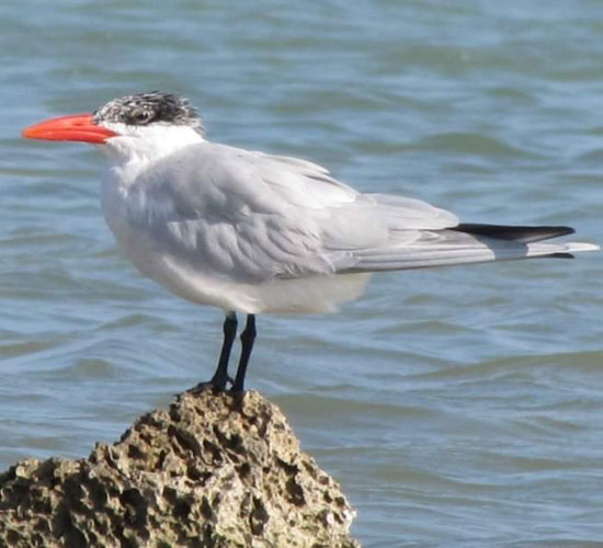 الطيور البحرية تنتشر على شواطئ البحر الأحمر  (1)
