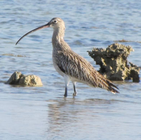 الطيور البحرية تنتشر على شواطئ البحر الأحمر  (3)