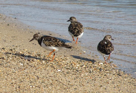 الطيور البحرية تنتشر على شواطئ البحر الأحمر  (6)