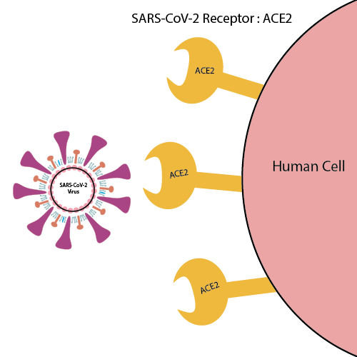 رسم توضيحى لشكل فيروس كورونا والجين على سطح الخلية