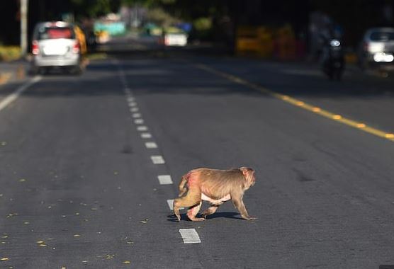 القرود تتجول في شوارع الهند بسبب حظر التجول لمواجهة كورونا (7)