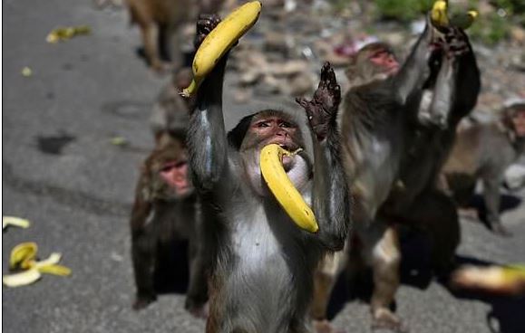 القرود تتجول في شوارع الهند بسبب حظر التجول لمواجهة كورونا (2)