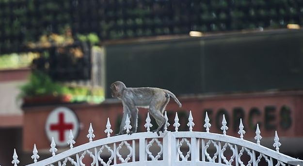 القرود تتجول في شوارع الهند بسبب حظر التجول لمواجهة كورونا (1)
