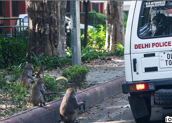 القرود تتجول في شوارع الهند بسبب حظر التجول لمواجهة كورونا (6)