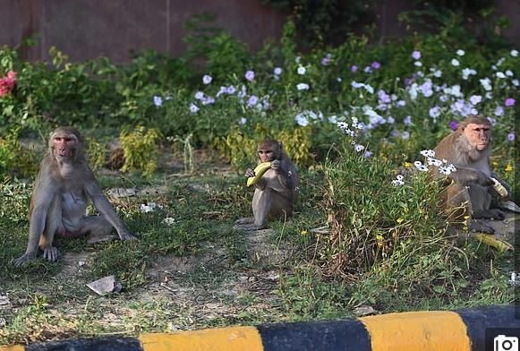 القرود تتجول في شوارع الهند بسبب حظر التجول لمواجهة كورونا (5)