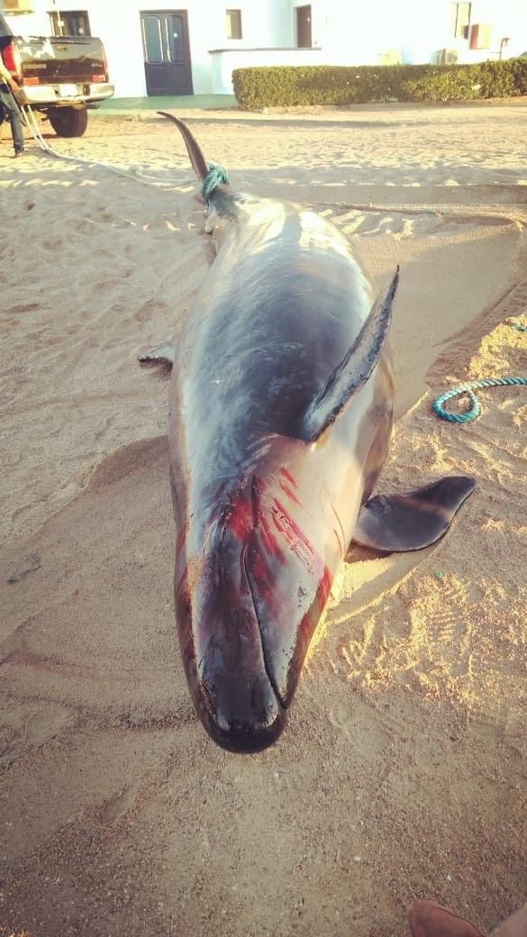 شواطئ البحر الأحمر (6)