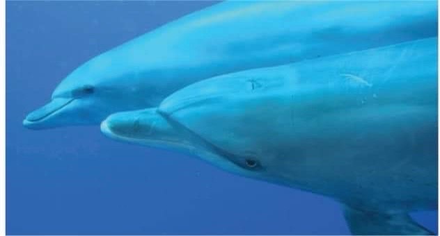 شواطئ البحر الأحمر (4)