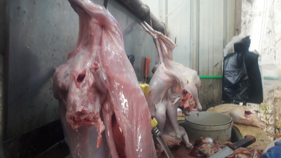 محلات الطيور (7)