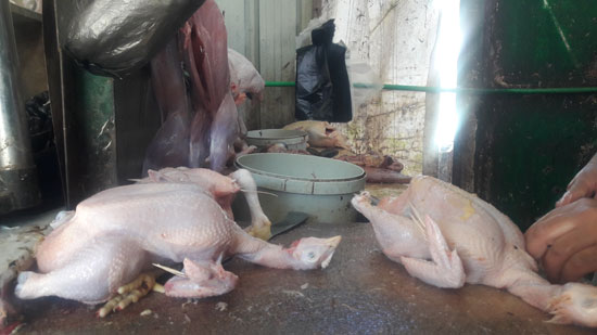 محلات الطيور (6)