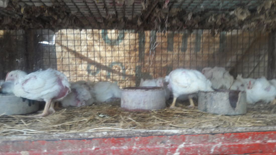 محلات الطيور (1)