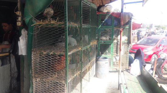 محلات الطيور (5)