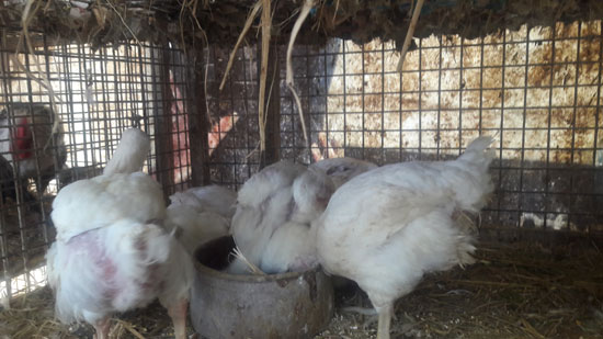 محلات الطيور (3)