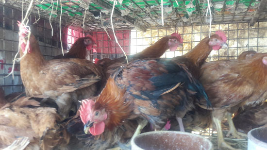 محلات الطيور (4)