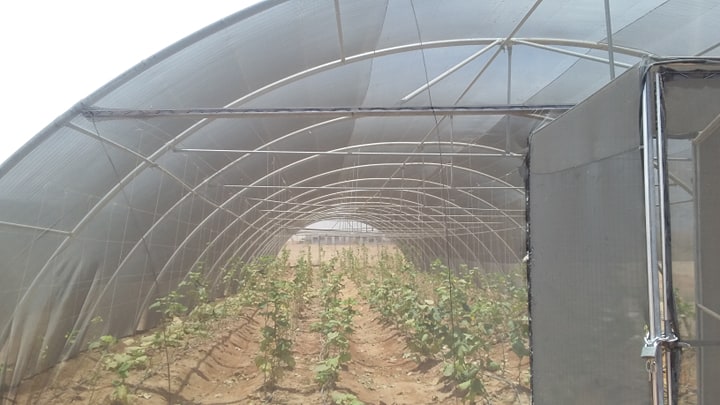 جامعة أسوان تقود تجربة جديدة فى الزراعة (1)