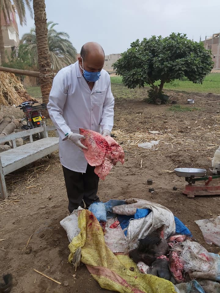 ضبط لحوم غير صالحة للإستهلاك الآدمى (6)