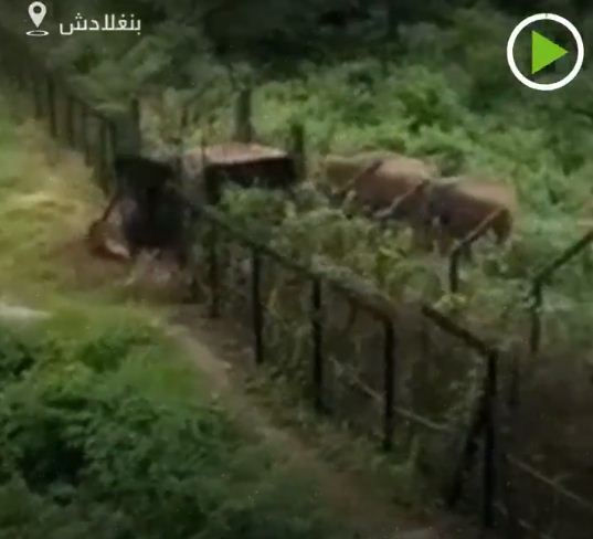 الفيلة تقتحم الحدود