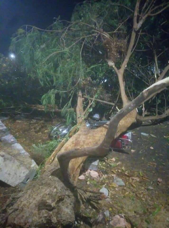 سقوط شجرة على سيدة وزوجها بمحافظة الاقصر