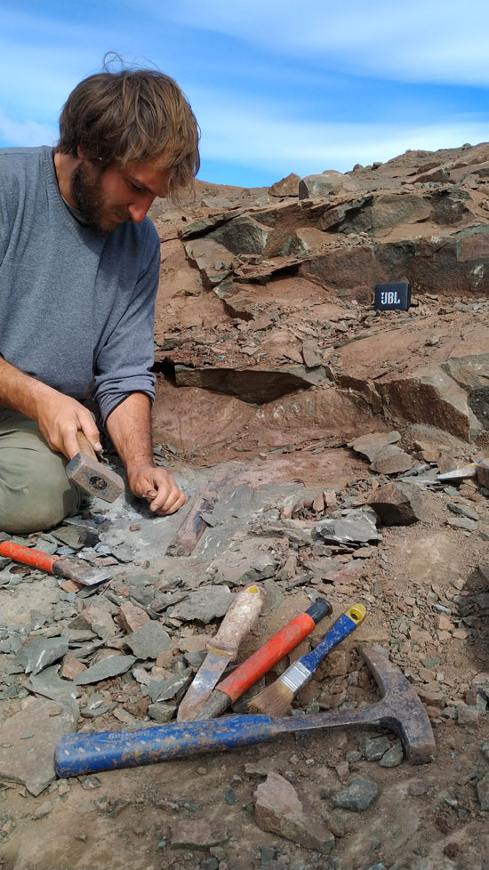 العثور على حفرية لآخر ديناصور مفترس