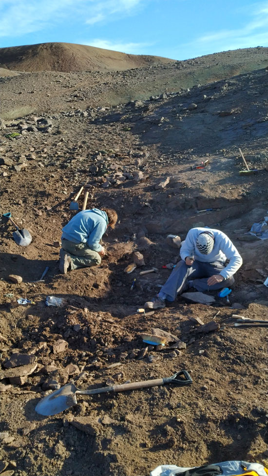 العثور على حفرية لآخر ديناصور مفترس فى الأرجنتين